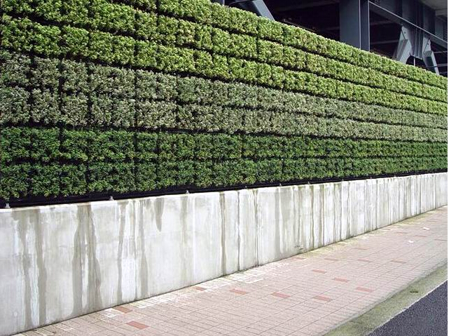 墙面的垂直绿化